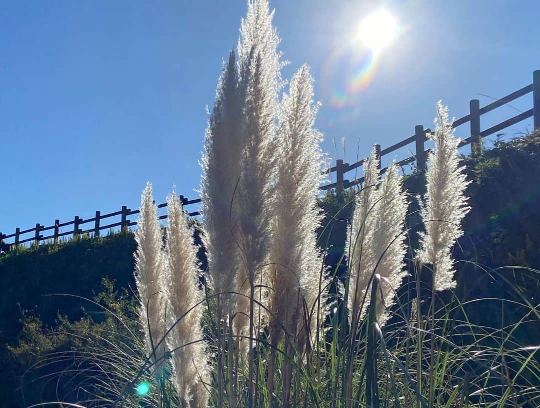 ヒロ寺平さんのインスタグラム写真 - (ヒロ寺平Instagram)「Fun Time  晴天の一日、淡路島に遊んだ。  花ばなと戯れた。 絶景を味わった。 人気の無い舞台ではワンマンショーも開催。  日ごろの徳のお蔭でお向かいの関空エリアと最高の夕暮れまで付いてきた。  お土産に玉葱も買った。 最高の一日だった。  #淡路島 #あわじ花さじき #淡路夢舞台 #ヒロ寺平 #ヒロT」11月15日 11時01分 - hiroteradaira