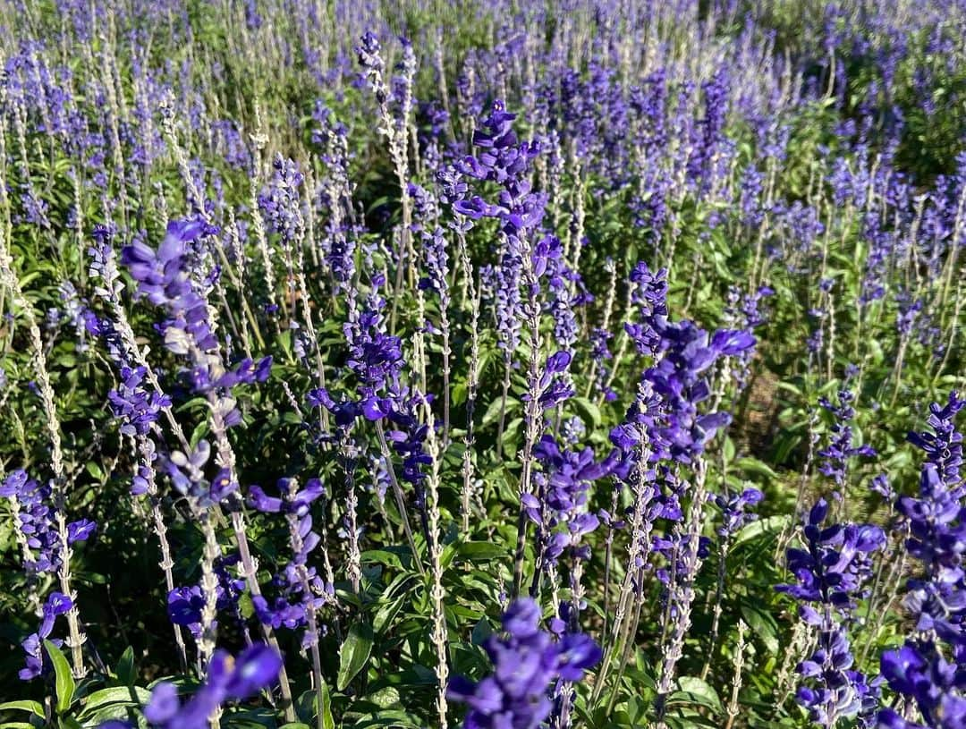 ヒロ寺平さんのインスタグラム写真 - (ヒロ寺平Instagram)「Fun Time  晴天の一日、淡路島に遊んだ。  花ばなと戯れた。 絶景を味わった。 人気の無い舞台ではワンマンショーも開催。  日ごろの徳のお蔭でお向かいの関空エリアと最高の夕暮れまで付いてきた。  お土産に玉葱も買った。 最高の一日だった。  #淡路島 #あわじ花さじき #淡路夢舞台 #ヒロ寺平 #ヒロT」11月15日 11時01分 - hiroteradaira