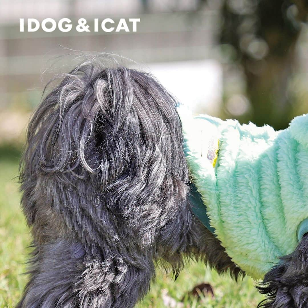 iDog&iCatのインスタグラム