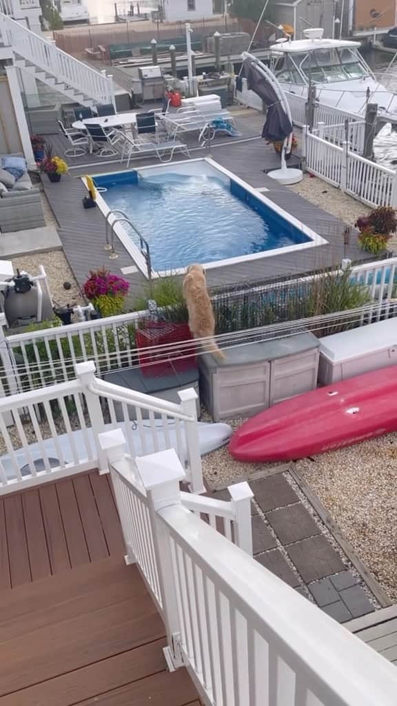 DogsOf Instagramのインスタグラム：「Your favorite neighborhood pool trespasser @thegoldenzeppole 😆 #waterdog #pooldog #caughtoncamera」
