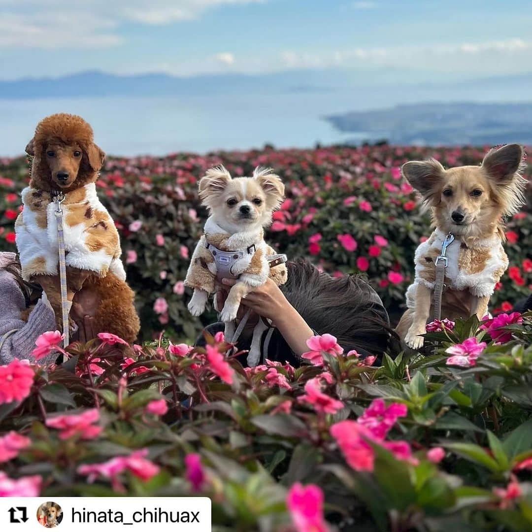 Caluluさんのインスタグラム写真 - (CaluluInstagram)「ROPE PICNICのベア柄フリースを着てくださいました🧸 ...