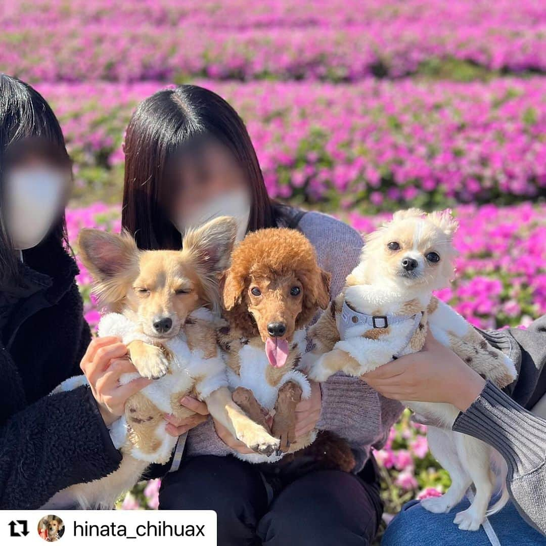 Caluluさんのインスタグラム写真 - (CaluluInstagram)「ROPE PICNICのベア柄フリースを着てくださいました🧸  みんなでお揃いコーデでお出かけいいですね🎈  とっても楽しそうで、なによりみんな一緒なのが可愛すぎますね☺️  フリース素材でぽかぽか暖かく着て頂けるのでこれからも沢山着てお出かけ楽しんでください🐾  #Repost @hinata_chihuax with @use.repost ・・・ お揃いコーデでお出かけ🧸💕  3ぴきで撮った写真まとめ🐐🐑🐇  #びわこ箱館山 に行ってきたよ⛰️ 寒いかと思ったら意外と暖かかった☀️  たくさんお花が咲いてたよ〜🌺 虹のカーテン🌈とか風鈴🎐とかフォトスポットがたくさん📸✨  とにかくたくさん撮ったから事故写真も多くて楽しかった🤣 マイペースさん達だから写真撮るのが難しい…💦  ドッグランも併設されてて3ぴきとも楽しく走れたよ🎶 初めてワンプロできてて感動🥹💓  みんなでお出かけできて楽しかったね🫶 とのちゃん、ちょびちゃん、ありがとうございました🥰  #チワックス #チワックスタグラム #チワックス倶楽部  #チワックス部 #チワックス好きと繋がりたい #チワックス党 #立ち耳チワックス #チワックス犬 #チワックスのいる暮らし #チワックス女の子 #いぬすたぐらむ #犬好きな人と繋がりたい #わんこ #ミックス犬 #ミックス犬同好会 #mixdog #mixdogstagram #dog #dogstagram #chihuahuax #犬と花 #犬とお出かけ #犬友  #calulu #カルル #カルルドッグウェア #カルルわんこの会 #チワックスのひなた」11月15日 12時04分 - calulu_dogwear