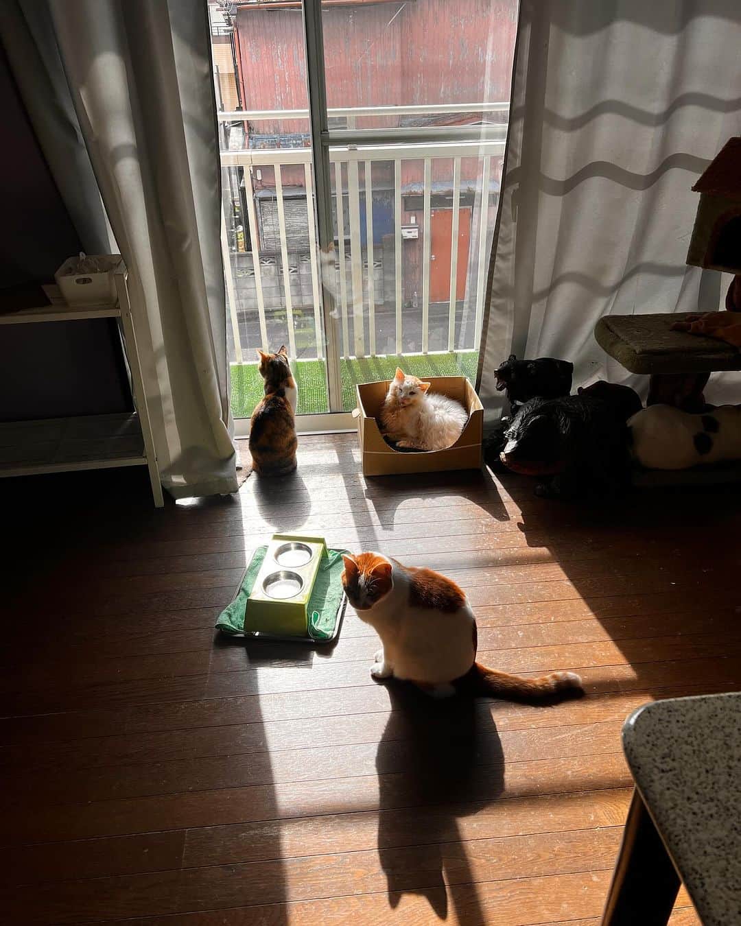Kachimo Yoshimatsuのインスタグラム：「おひさまきた。  #うちの猫ら #oinari #okaki #castella #猫 #ねこ #ニャンスタグラム #にゃんすたぐらむ #ねこのきもち #cat #ネコ #catstagram #ネコ部 http://kachimo.exblog.jp」