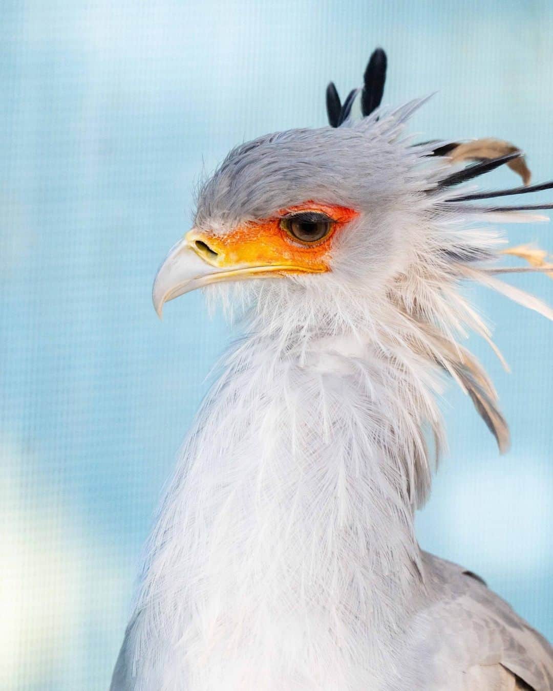 加賀翔（かが屋）さんのインスタグラム写真 - (加賀翔（かが屋）Instagram)「ヘビクイワシという鳥。 昨日まで知らなかった。最初に発見した人腰抜かしたはず。」11月15日 12時54分 - kagaya_kaga