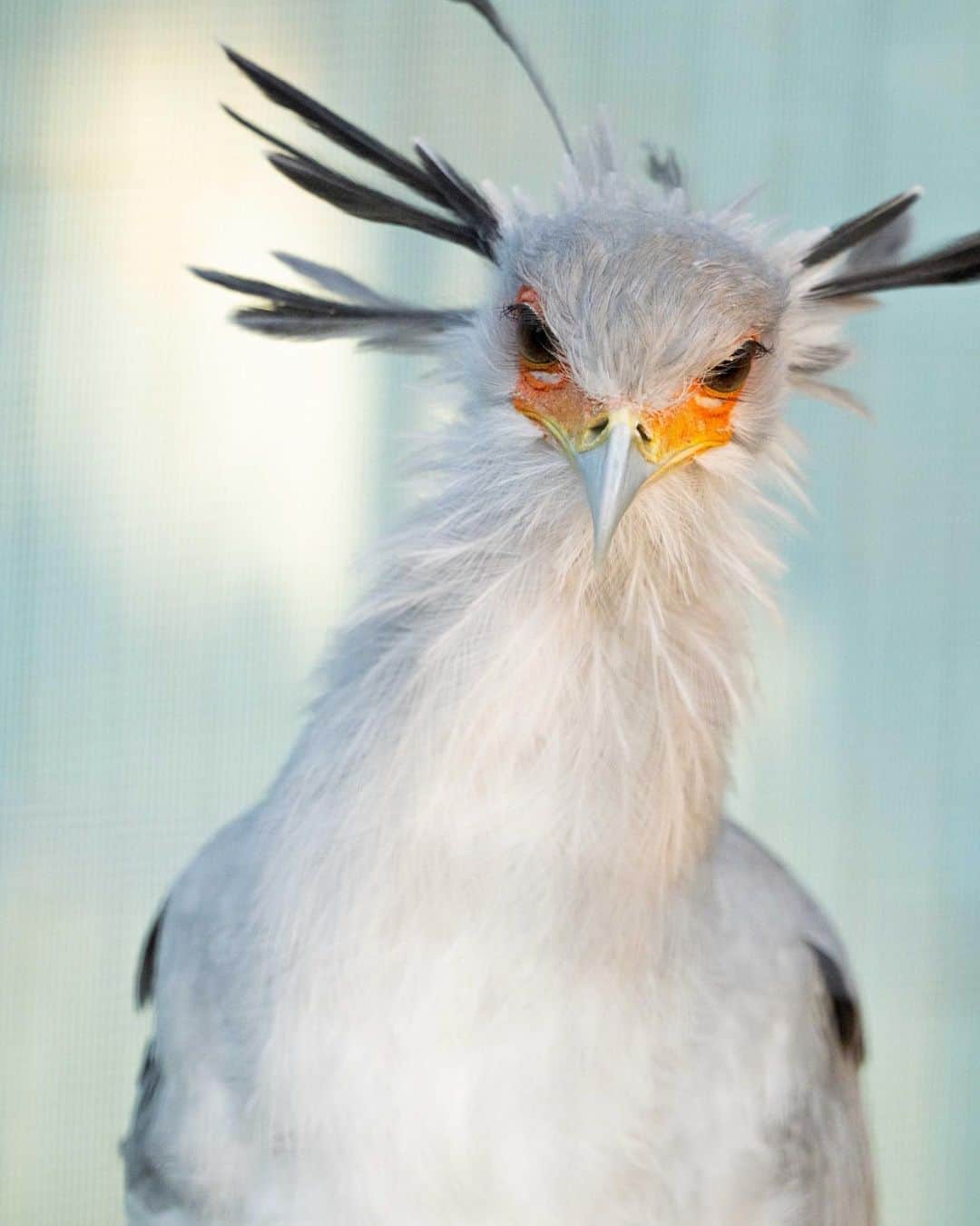 加賀翔（かが屋）さんのインスタグラム写真 - (加賀翔（かが屋）Instagram)「ヘビクイワシという鳥。 昨日まで知らなかった。最初に発見した人腰抜かしたはず。」11月15日 12時54分 - kagaya_kaga