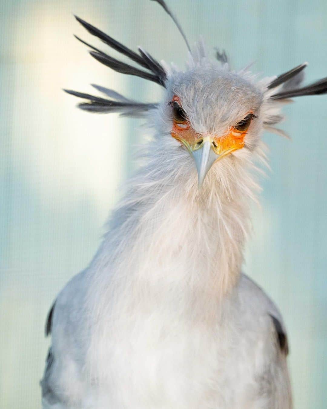のインスタグラム：「ヘビクイワシという鳥。 昨日まで知らなかった。最初に発見した人腰抜かしたはず。」