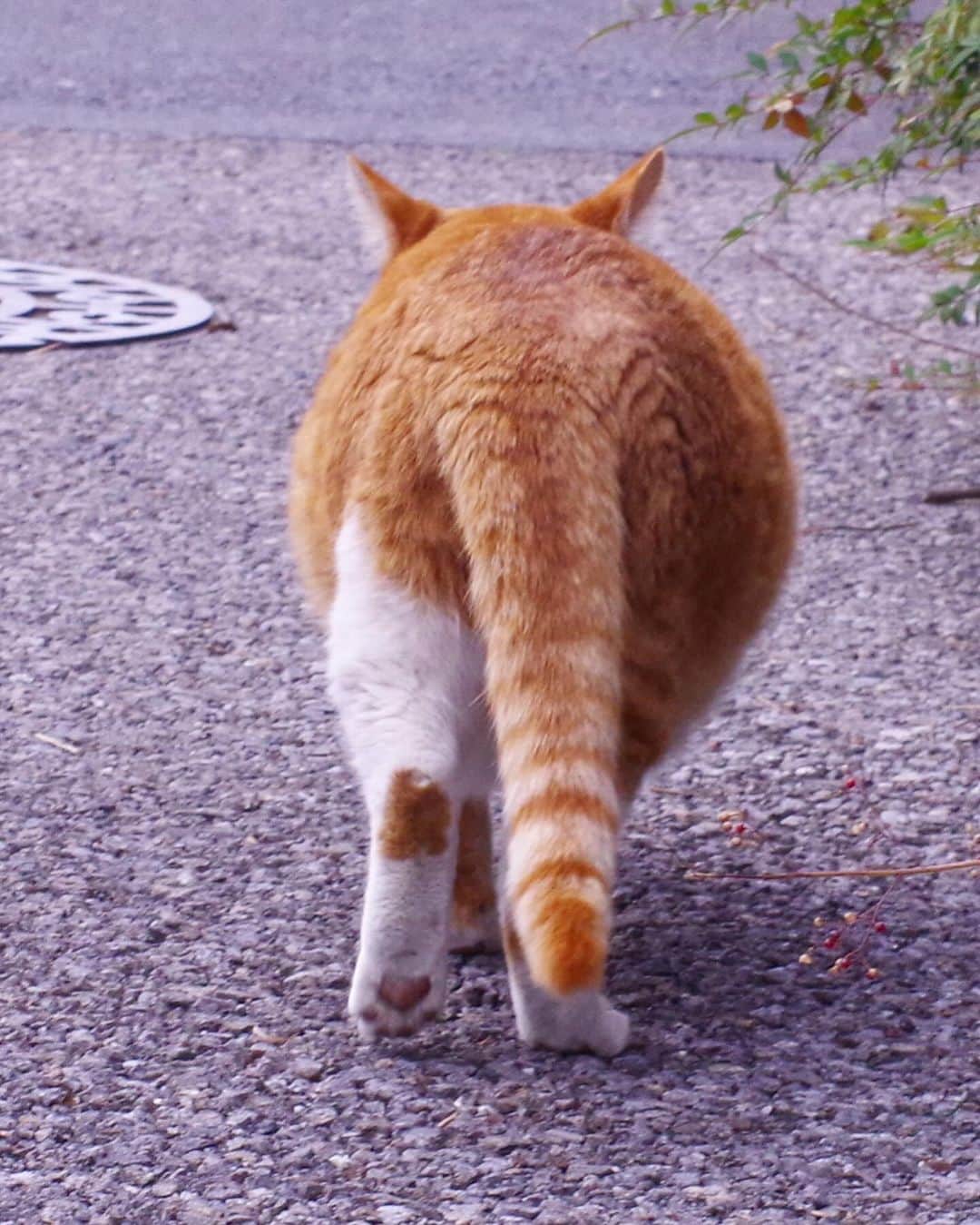 Kachimo Yoshimatsuさんのインスタグラム写真 - (Kachimo YoshimatsuInstagram)「おはようちゃめし Good Morning Chameshi ナオさんが1回ご飯あげて 帰って行ったはずなのに またきた。 ちゅーるくださ〜い。 と食べて帰って行った。  #うちの猫ら #猫 #chameshi #ねこ #ニャンスタグラム #にゃんすたぐらむ #ねこのきもち #cat #ネコ #catstagram #ネコ部 http://kachimo.exblog.jp」11月15日 12時54分 - kachimo