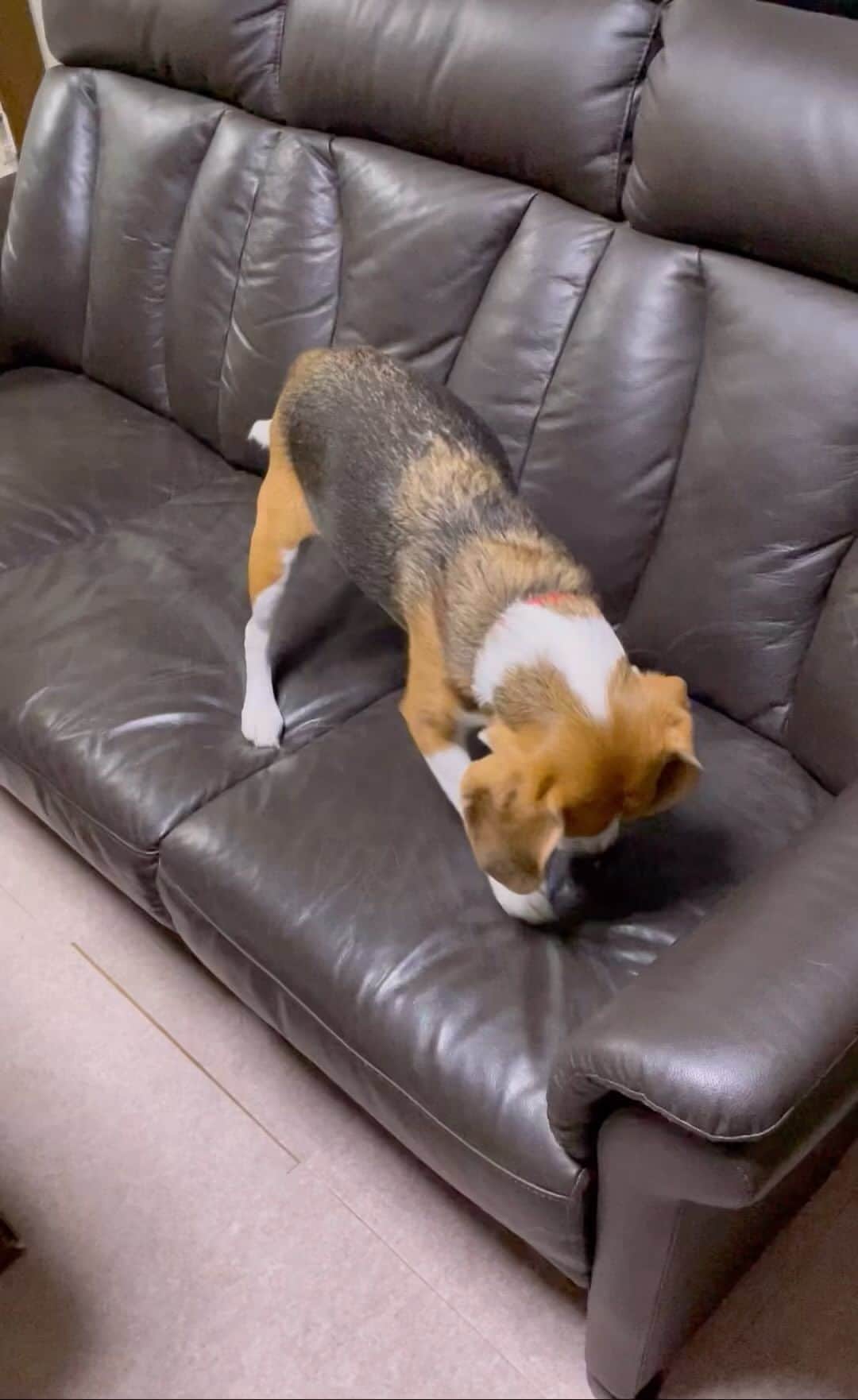 スティーヴン★スピルハンバーグのインスタグラム：「【ハンバーグ犬通信】  朝からバタバタしてたらもうこんな時間ってなったので、久しぶりに現れたホリホリーぬ亀吉をお届けいぬかわいい。  #パンダと犬#犬かわいい#犬#ビーグル#スティーヴンスピルハンバーグ」