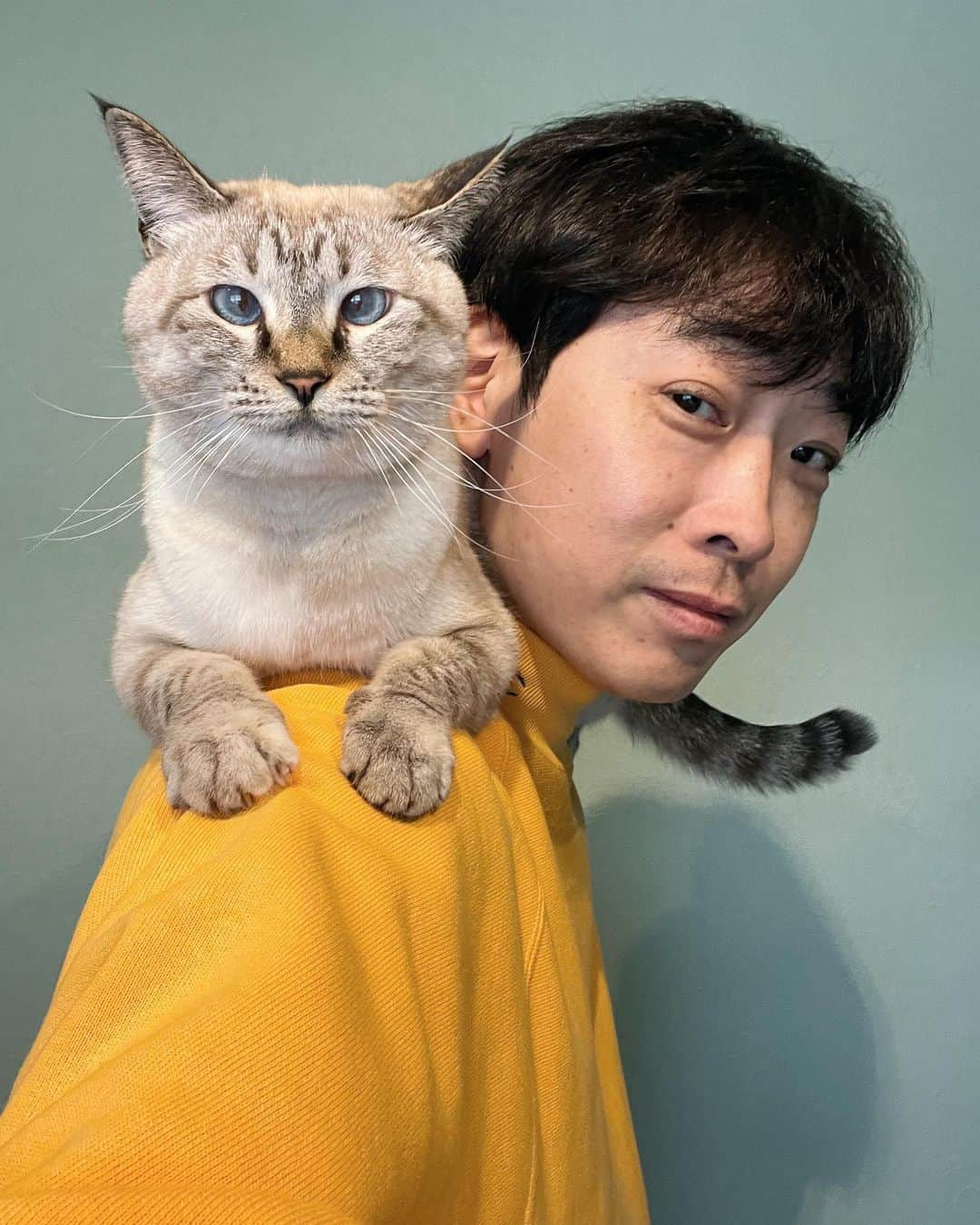 堂島孝平のインスタグラム：「寒いみたいですぐ飛び乗ってくる🐱 #シャムトラ #保護猫と暮らす #仕事にならない」