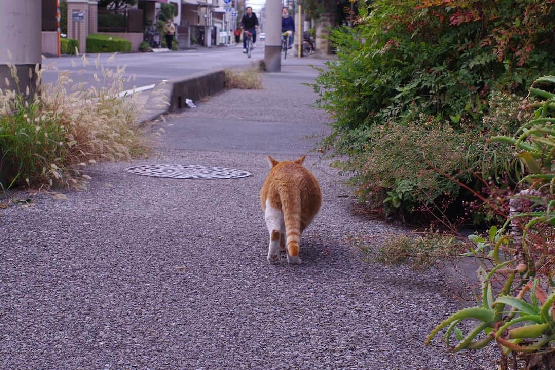 Kachimo Yoshimatsuさんのインスタグラム写真 - (Kachimo YoshimatsuInstagram)「帰るね。  じゃあ！  #うちの猫ら #chameshi #猫 #ねこ #ニャンスタグラム #にゃんすたぐらむ #ねこのきもち #cat #ネコ #catstagram #ネコ部 http://kachimo.exblog.jp」11月15日 12時58分 - kachimo