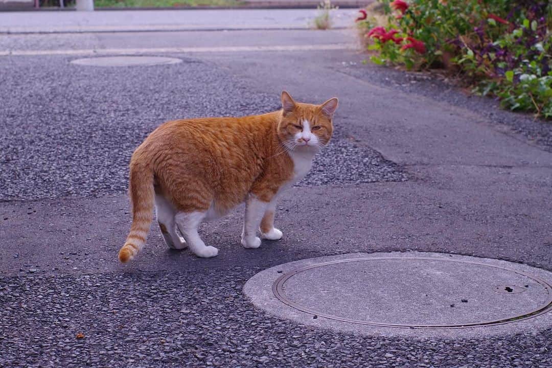 Kachimo Yoshimatsuさんのインスタグラム写真 - (Kachimo YoshimatsuInstagram)「帰るね。  じゃあ！  #うちの猫ら #chameshi #猫 #ねこ #ニャンスタグラム #にゃんすたぐらむ #ねこのきもち #cat #ネコ #catstagram #ネコ部 http://kachimo.exblog.jp」11月15日 12時58分 - kachimo