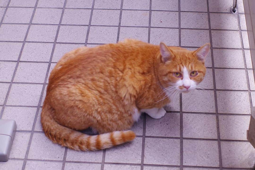 Kachimo Yoshimatsuのインスタグラム：「帰るね。  じゃあ！  #うちの猫ら #chameshi #猫 #ねこ #ニャンスタグラム #にゃんすたぐらむ #ねこのきもち #cat #ネコ #catstagram #ネコ部 http://kachimo.exblog.jp」