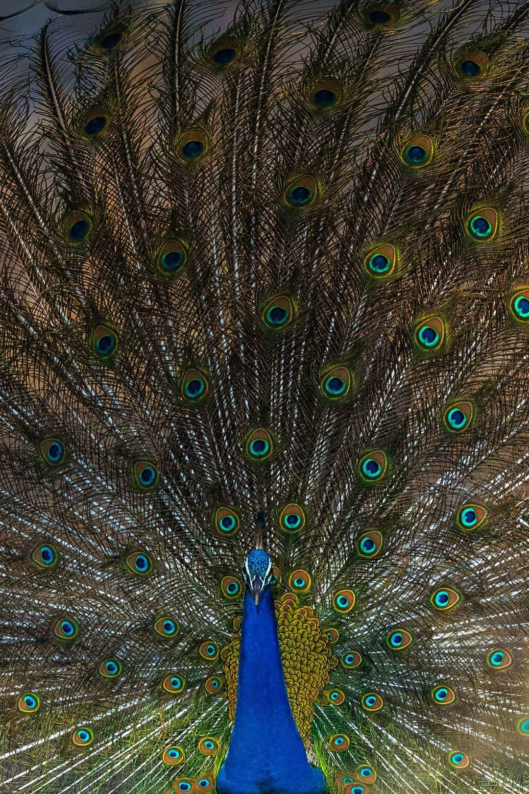 Canon Asiaさんのインスタグラム写真 - (Canon AsiaInstagram)「You can't fault a 🦚 for strutting his stuff when he's got a plumage this gorgeous! ⁣ ⁣ @tapansheth was more than happy to 📸 a glamourous portrait of this fabulous fowl with his EOS R6, perfectly capturing the hypnotic quality of the peacock's tail 🪶. While such an impressive display of colour usually runs the risk of drawing too much attention in the wild, it's pretty much a perfect fit for this situation (at least for courtship purposes 💞). ⁣ -⁣ 📷 Photo by @tapansheth on Canon EOS R6 | EF500mm f/4L IS II USM | 500mm | f/4 | ISO 2000 | 1/6400s⁣ -⁣ #TeamCanon #CanonAsia #CanonPhotography #CanonPhoto #CanonImages #CanonEOSR #Mirrorless #CanonLens #CanonColourScience #PhotoOfTheDay #IAmCanon #ThePhotoHour #WildlifePhotography」11月15日 13時00分 - canonasia