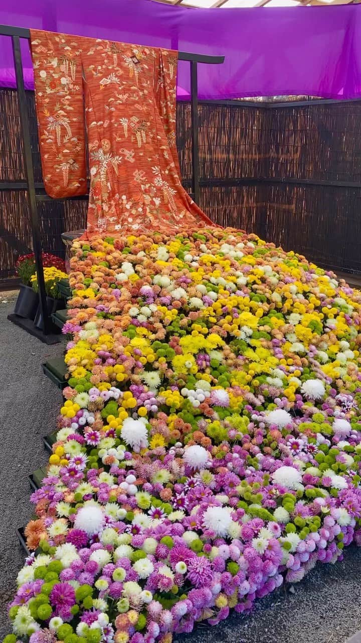 Rediscover Fukushimaのインスタグラム：「Beautiful kimono on display today at the Nihonmatsu Chrysanthemum Doll Festival at the Kasumigajo Castle Grounds in Nihonmatsu City! 👘💐🏯  The festival ends this week on Sunday November 19th. If you’re interested in visiting, please check our Facebook livestream of the event (link in stories)! ✨  Have you ever been to the Kasumigajo Castle grounds? We would love to know your impressions 😊  #visitfukushima #fukushima #nihonmatsu #chrysanthemum #chrysanthemumfestival #nihonmatsukikuningyo #japanese #japanculture #japantravel #japantrip #kimono #visitjapanjp #visitjapanus #visitjapantw #visitjapanes #flowerkimono #kimonostyle #traditionaljapan #japaneseculture #kasumigajocastlepark」