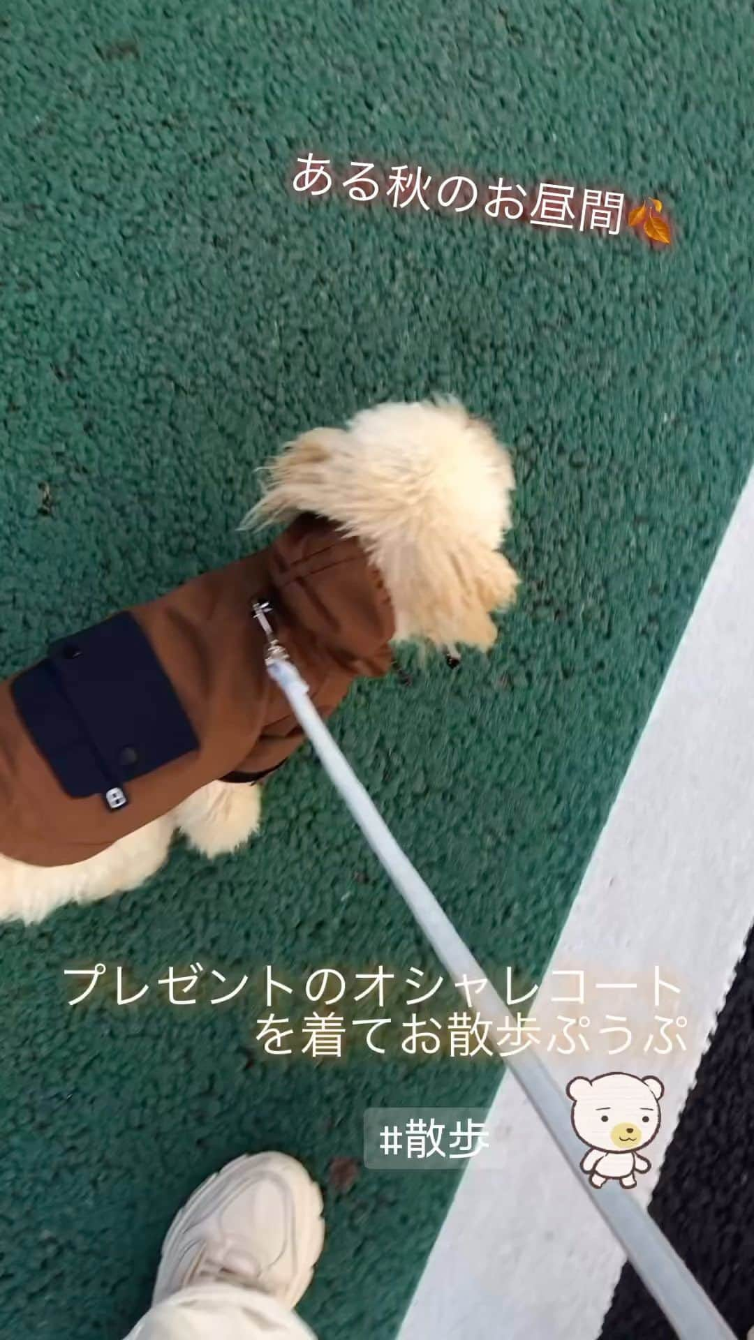 悠未ひろのインスタグラム：「8ヶ月になりました、うちのぷうのなうです🐶🩵」