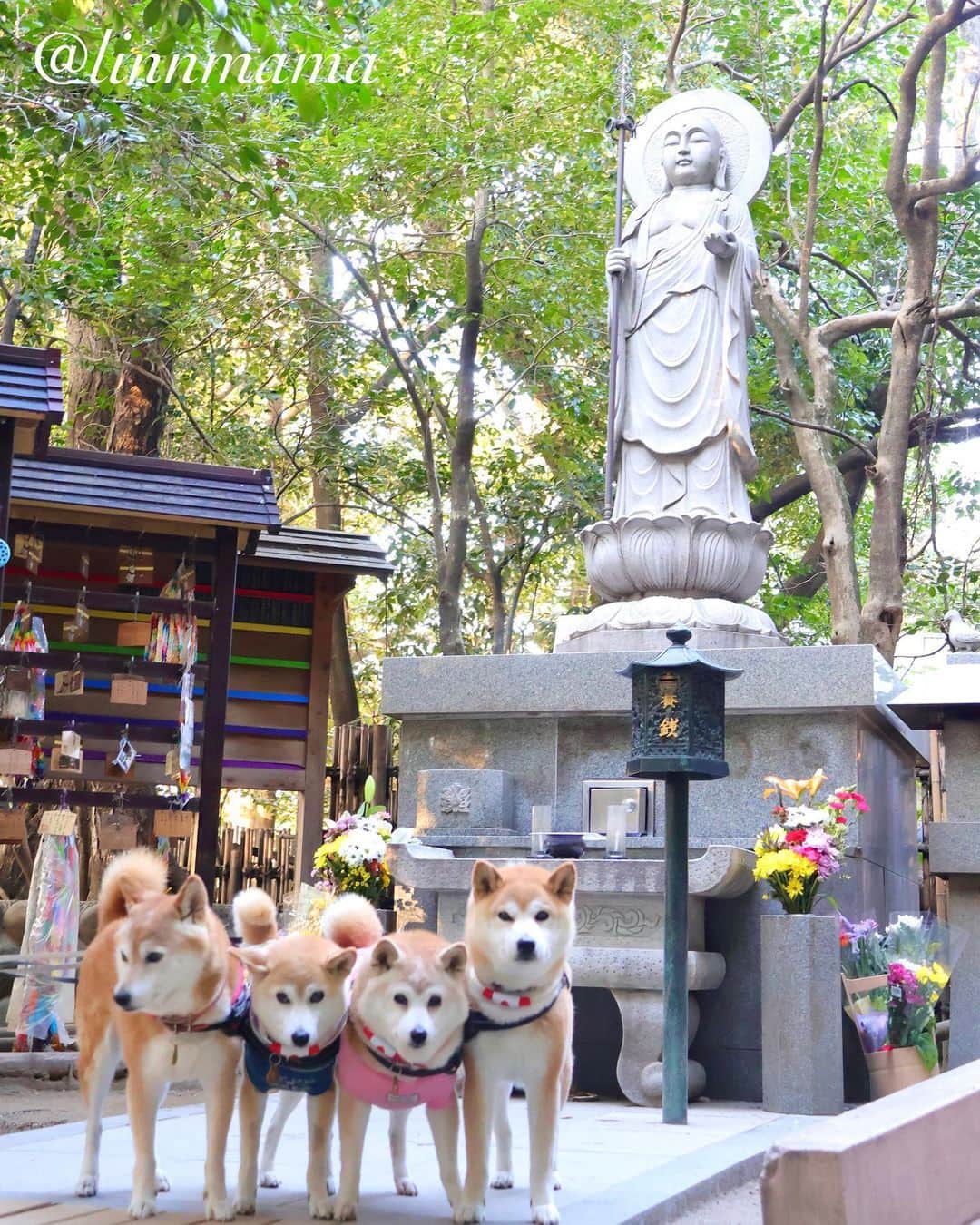 linnmamaのインスタグラム：「先代柴犬の綺々（享年15歳）の命日が近いので、お墓参りに行ってきました🚙〜毎年賑やかなお墓参りだけど、今年は麗の病気のこともお願いしてきました🙏〜②2007年11月20日に亡くなった綺々〜③お寺に隣接する公園を夕方散歩🐾〜黄葉🟡にはちょっと早かったかな😊〜④今日の麗の朝ごはん〜食欲戻ってきました🙌〜今日、病院でレントゲン検査を受けたけど、転移は見つからず、ホッとしています😊〜2週間後に3回目の抗がん剤治療の予定です😊 ＊ ＊ ＊ #柴犬#dog #柴犬凜の勇気凜々every day #shibastagram #my_eos_photo #eosr6 #eosr10  #ドッグフォトグラファーズ #iphone12 #iphone12promax  #2024凜ファミリーカレンダー発売中 #プロフィール欄からどうぞ #Amazon、楽天でも販売中」
