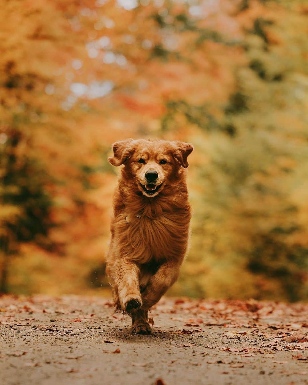 8crapのインスタグラム：「POV when happiness runs towards you - 📷 @jaxson_thegolden - #barked #dog #doggo #GoldenRetriever」
