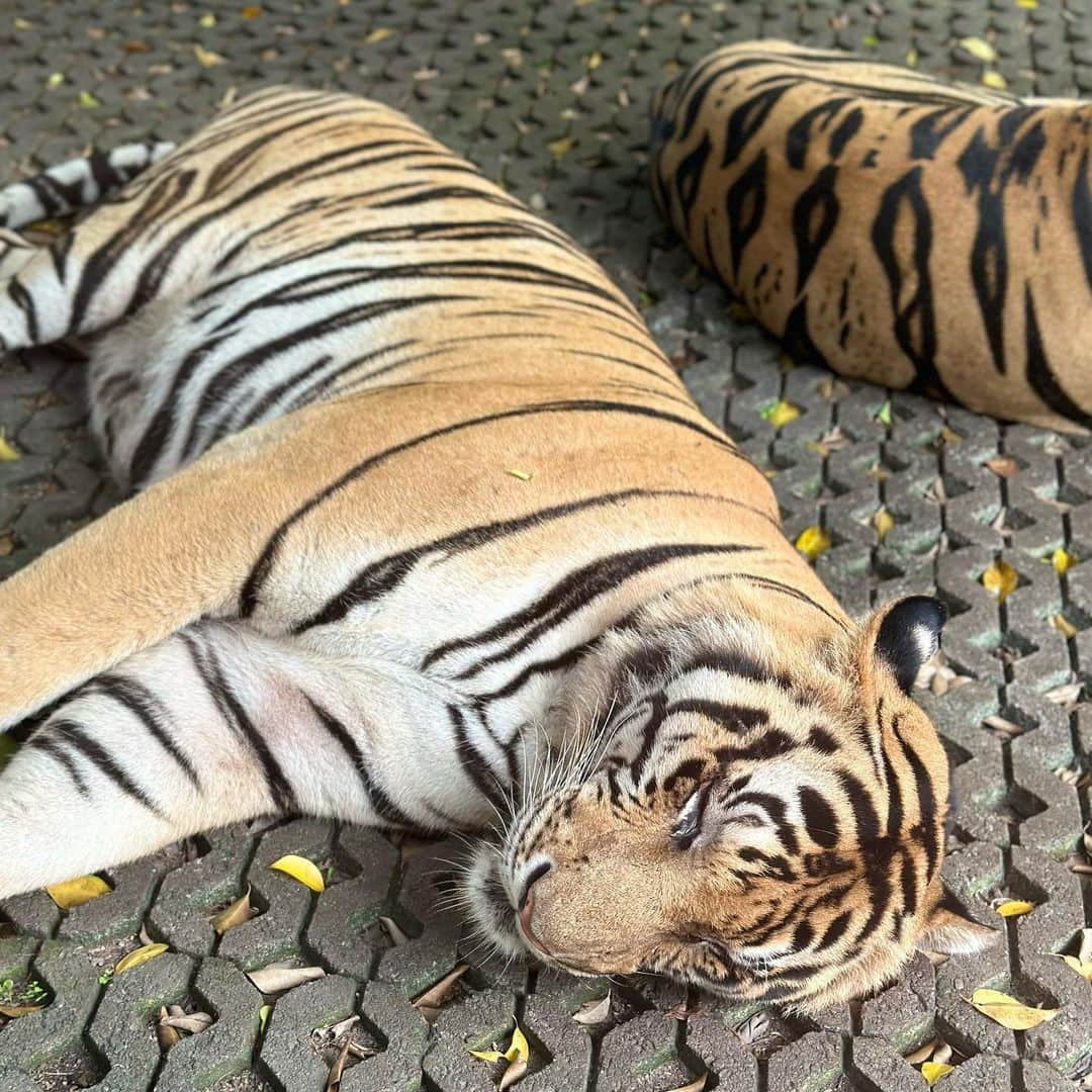 あやか（石山彩花）のインスタグラム