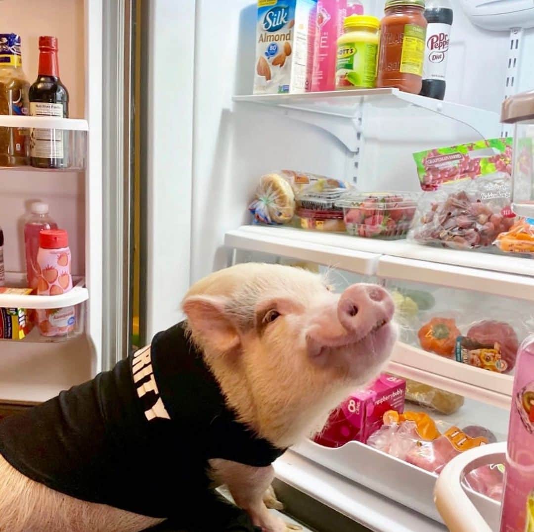 Priscilla and Poppletonのインスタグラム：「Security alert! Silly Pop is guarding the fridge today! It’s National Clean Out Your Refrigerator Day, and he is making sure nothing is thrown out that could go in the piggy disposal.🐷🍎🥕🥬🫐🥫🥯 #NationalCleanOutYourRefrigeratorDay #SillyPop #PrissyandPop」