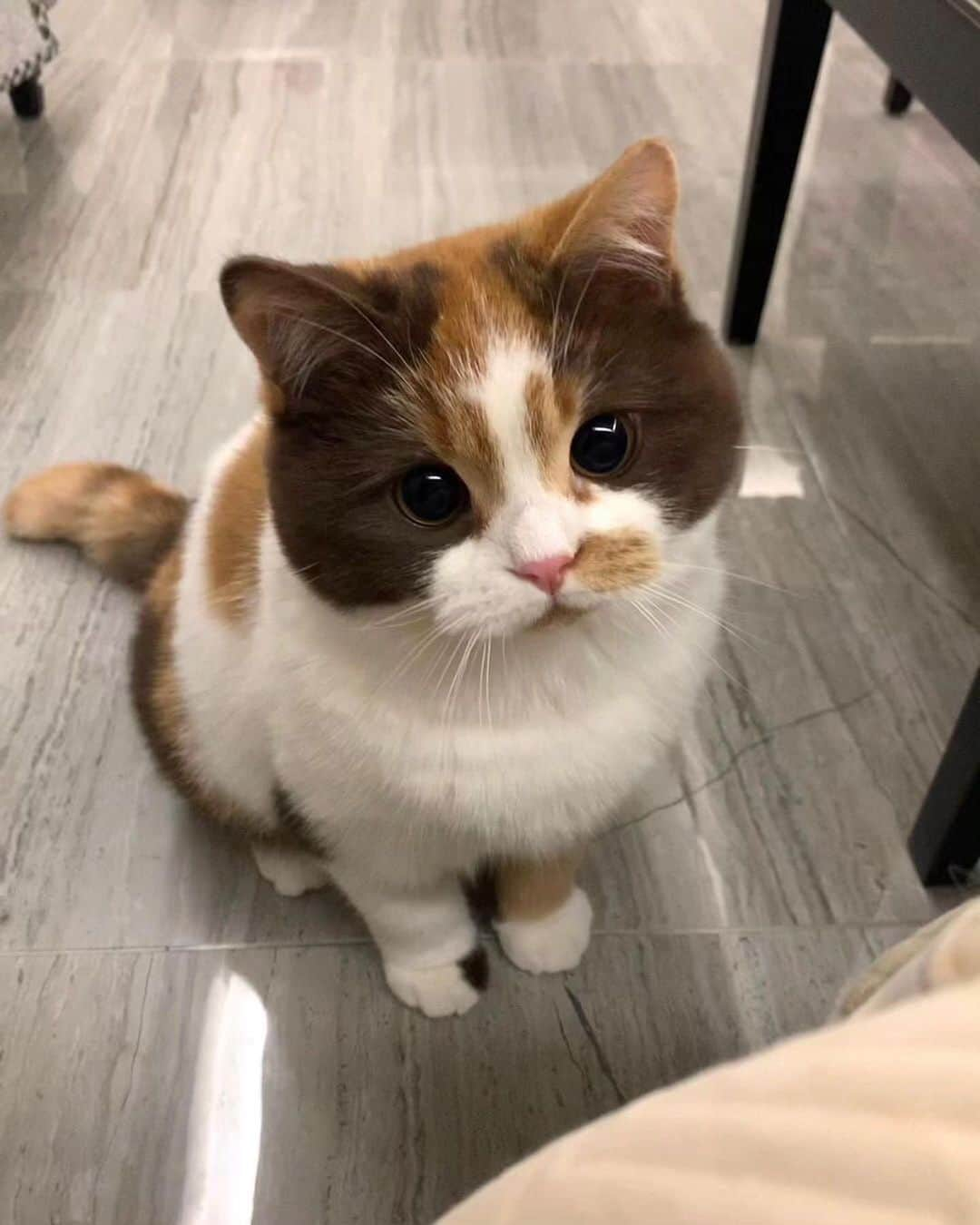 Cute Pets Dogs Catsさんのインスタグラム写真 - (Cute Pets Dogs CatsInstagram)「I want one that color and those eyes 🥰  Credit: @麻薯小卷 | DY ** For all crediting issues and removals pls 𝐄𝐦𝐚𝐢𝐥 𝐮𝐬 ☺️  𝐍𝐨𝐭𝐞: we don’t own this video/pics, all rights go to their respective owners. If owner is not provided, tagged (meaning we couldn’t find who is the owner), 𝐩𝐥𝐬 𝐄𝐦𝐚𝐢𝐥 𝐮𝐬 with 𝐬𝐮𝐛𝐣𝐞𝐜𝐭 “𝐂𝐫𝐞𝐝𝐢𝐭 𝐈𝐬𝐬𝐮𝐞𝐬” and 𝐨𝐰𝐧𝐞𝐫 𝐰𝐢𝐥𝐥 𝐛𝐞 𝐭𝐚𝐠𝐠𝐞𝐝 𝐬𝐡𝐨𝐫𝐭𝐥𝐲 𝐚𝐟𝐭𝐞𝐫.  We have been building this community for over 6 years, but 𝐞𝐯𝐞𝐫𝐲 𝐫𝐞𝐩𝐨𝐫𝐭 𝐜𝐨𝐮𝐥𝐝 𝐠𝐞𝐭 𝐨𝐮𝐫 𝐩𝐚𝐠𝐞 𝐝𝐞𝐥𝐞𝐭𝐞𝐝, pls email us first. **」11月15日 23時50分 - dailycatclub