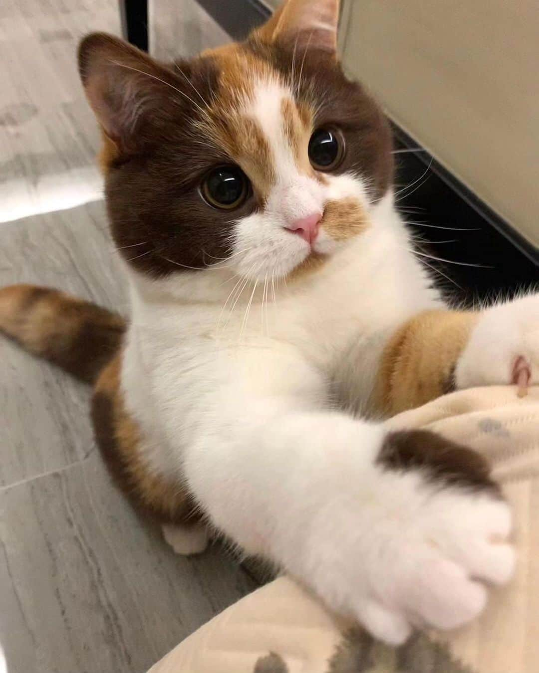 Cute Pets Dogs Catsさんのインスタグラム写真 - (Cute Pets Dogs CatsInstagram)「I want one that color and those eyes 🥰  Credit: @麻薯小卷 | DY ** For all crediting issues and removals pls 𝐄𝐦𝐚𝐢𝐥 𝐮𝐬 ☺️  𝐍𝐨𝐭𝐞: we don’t own this video/pics, all rights go to their respective owners. If owner is not provided, tagged (meaning we couldn’t find who is the owner), 𝐩𝐥𝐬 𝐄𝐦𝐚𝐢𝐥 𝐮𝐬 with 𝐬𝐮𝐛𝐣𝐞𝐜𝐭 “𝐂𝐫𝐞𝐝𝐢𝐭 𝐈𝐬𝐬𝐮𝐞𝐬” and 𝐨𝐰𝐧𝐞𝐫 𝐰𝐢𝐥𝐥 𝐛𝐞 𝐭𝐚𝐠𝐠𝐞𝐝 𝐬𝐡𝐨𝐫𝐭𝐥𝐲 𝐚𝐟𝐭𝐞𝐫.  We have been building this community for over 6 years, but 𝐞𝐯𝐞𝐫𝐲 𝐫𝐞𝐩𝐨𝐫𝐭 𝐜𝐨𝐮𝐥𝐝 𝐠𝐞𝐭 𝐨𝐮𝐫 𝐩𝐚𝐠𝐞 𝐝𝐞𝐥𝐞𝐭𝐞𝐝, pls email us first. **」11月15日 23時50分 - dailycatclub