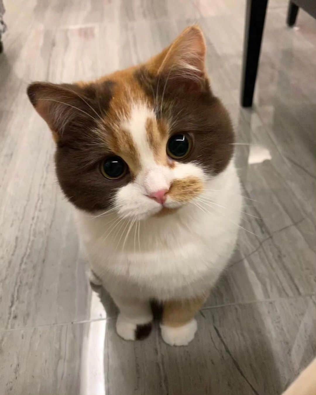 Cute Pets Dogs Catsのインスタグラム：「I want one that color and those eyes 🥰  Credit: @麻薯小卷 | DY ** For all crediting issues and removals pls 𝐄𝐦𝐚𝐢𝐥 𝐮𝐬 ☺️  𝐍𝐨𝐭𝐞: we don’t own this video/pics, all rights go to their respective owners. If owner is not provided, tagged (meaning we couldn’t find who is the owner), 𝐩𝐥𝐬 𝐄𝐦𝐚𝐢𝐥 𝐮𝐬 with 𝐬𝐮𝐛𝐣𝐞𝐜𝐭 “𝐂𝐫𝐞𝐝𝐢𝐭 𝐈𝐬𝐬𝐮𝐞𝐬” and 𝐨𝐰𝐧𝐞𝐫 𝐰𝐢𝐥𝐥 𝐛𝐞 𝐭𝐚𝐠𝐠𝐞𝐝 𝐬𝐡𝐨𝐫𝐭𝐥𝐲 𝐚𝐟𝐭𝐞𝐫.  We have been building this community for over 6 years, but 𝐞𝐯𝐞𝐫𝐲 𝐫𝐞𝐩𝐨𝐫𝐭 𝐜𝐨𝐮𝐥𝐝 𝐠𝐞𝐭 𝐨𝐮𝐫 𝐩𝐚𝐠𝐞 𝐝𝐞𝐥𝐞𝐭𝐞𝐝, pls email us first. **」