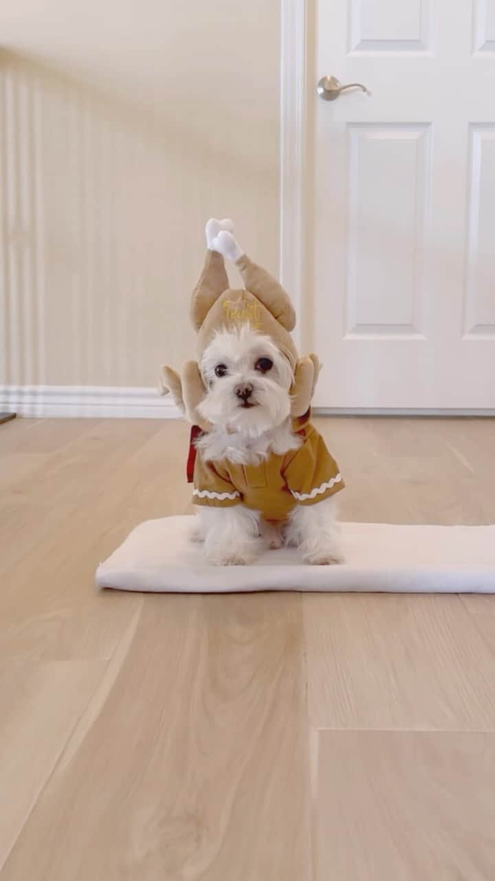 hi.arodのインスタグラム：「Come get your turkey 🦃  Hurry! #maltese #turkey #thanksgiving #happythanksgiving #thanksgivingvibes #gobble #gobblegobble #dogsoftiktok #dogs #doglover #doggo #dogsofinstagram #dogsoffacebook #malteselovers #」