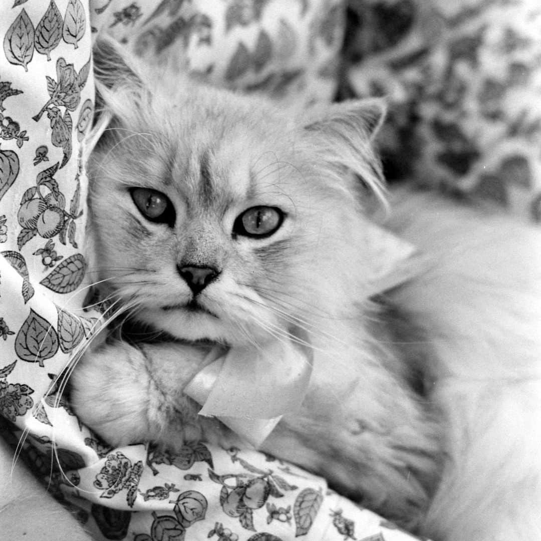 lifeさんのインスタグラム写真 - (lifeInstagram)「Photos of cute kittens during a blessing of the animals at a Catholic Church in England, 1949.   Prints of these and many more adorable animals are available for purchase - check out the link in our bio!   (📷 Mark Kauffman/LIFE Picture Collection)   #LIFEMagazine #LIFEArchive #LIFEPictureCollection #MarkKauffman #wildLIFEwedensday #Kittens #CatsofInstagram #1940s」11月16日 0時45分 - life