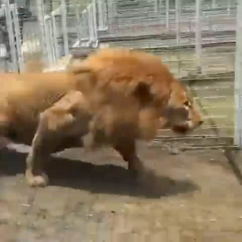 Black Jaguar-White Tiger のインスタグラム：「The most impressive Lion I have seen. I took this vid the day that he arrived to us from a zoo.  This was his quarantine area…」