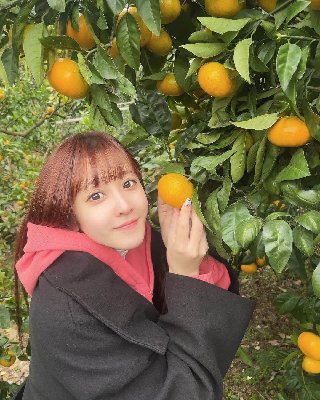 山本ひかるさんのインスタグラム写真 - (山本ひかるInstagram)「みかん狩り🍊 #みかん狩り #湯河原 #旅行 #trip #湯河原温泉 #みかん #🍊」11月15日 15時18分 - hikaru0228yamamoto