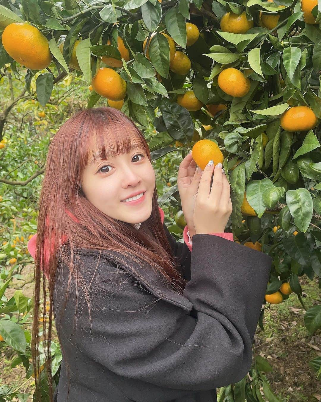 山本ひかるさんのインスタグラム写真 - (山本ひかるInstagram)「みかん狩り🍊 #みかん狩り #湯河原 #旅行 #trip #湯河原温泉 #みかん #🍊」11月15日 15時18分 - hikaru0228yamamoto