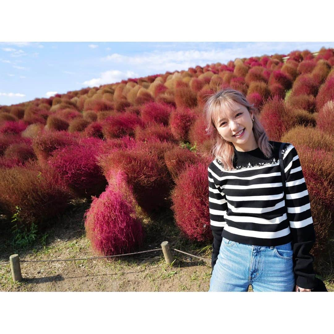 真野恵里菜さんのインスタグラム写真 - (真野恵里菜Instagram)「ひたち海浜公園のコスモスとコキア🫧 コキアの見頃は少し過ぎてしまっていたけど 初めて見に行けて嬉しかった🤭 . . この日のことはオレンジページnetでの連載 「ふたりごはん日記」に書いています！ テーマは休日のお出かけと夕飯🍛 読んでもらえたら嬉しいです🍊 連載記事のリンクはプロフィールのハイライト 「オレンジページ」にまとめてあります！ . . 皆さんはカレーを作る時のポイントや隠し味ありますか？💭 . . ニット　@diagramofficial  デニム　@majeparis  #ひたち海浜公園 #コキア #コスモス #お出かけ #カレーライス #休日 #私服　 #カメラ散歩」11月15日 15時40分 - erinamano_official