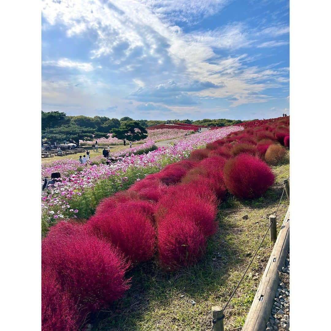 真野恵里菜さんのインスタグラム写真 - (真野恵里菜Instagram)「ひたち海浜公園のコスモスとコキア🫧 コキアの見頃は少し過ぎてしまっていたけど 初めて見に行けて嬉しかった🤭 . . この日のことはオレンジページnetでの連載 「ふたりごはん日記」に書いています！ テーマは休日のお出かけと夕飯🍛 読んでもらえたら嬉しいです🍊 連載記事のリンクはプロフィールのハイライト 「オレンジページ」にまとめてあります！ . . 皆さんはカレーを作る時のポイントや隠し味ありますか？💭 . . ニット　@diagramofficial  デニム　@majeparis  #ひたち海浜公園 #コキア #コスモス #お出かけ #カレーライス #休日 #私服　 #カメラ散歩」11月15日 15時40分 - erinamano_official