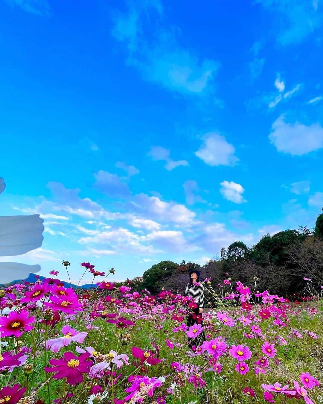 前田友香のインスタグラム：「コスモスとあたしと空と。  #コスモス #コスモス畑」