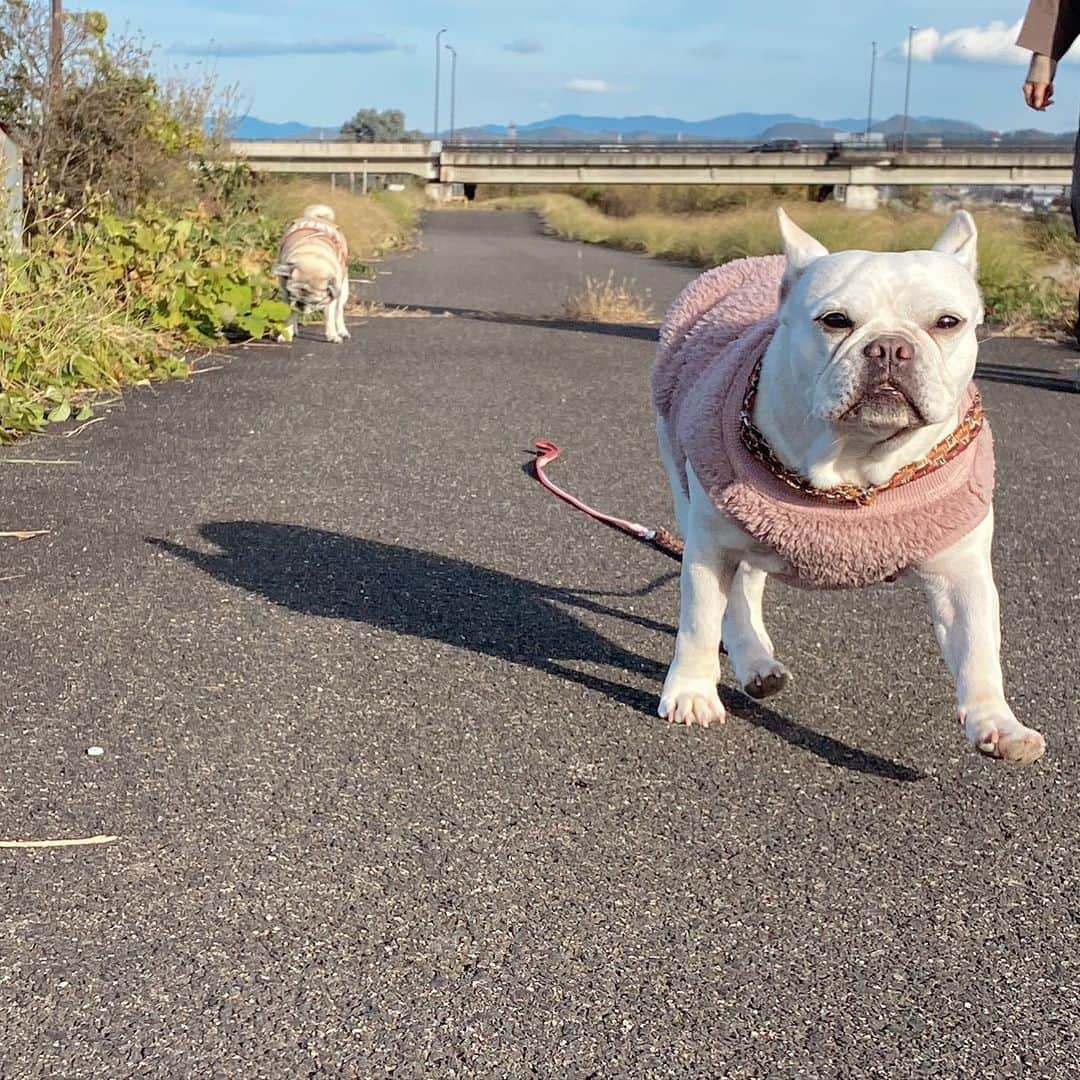 ひぐちにちほさんのインスタグラム写真 - (ひぐちにちほInstagram)「あったかい散歩行ってきました〜  #pug #frenchbulldog #ひぐち猫 #ひぐちお茶目 #ひぐちことぶき #ひぐち万平」11月15日 15時57分 - higu_nichi