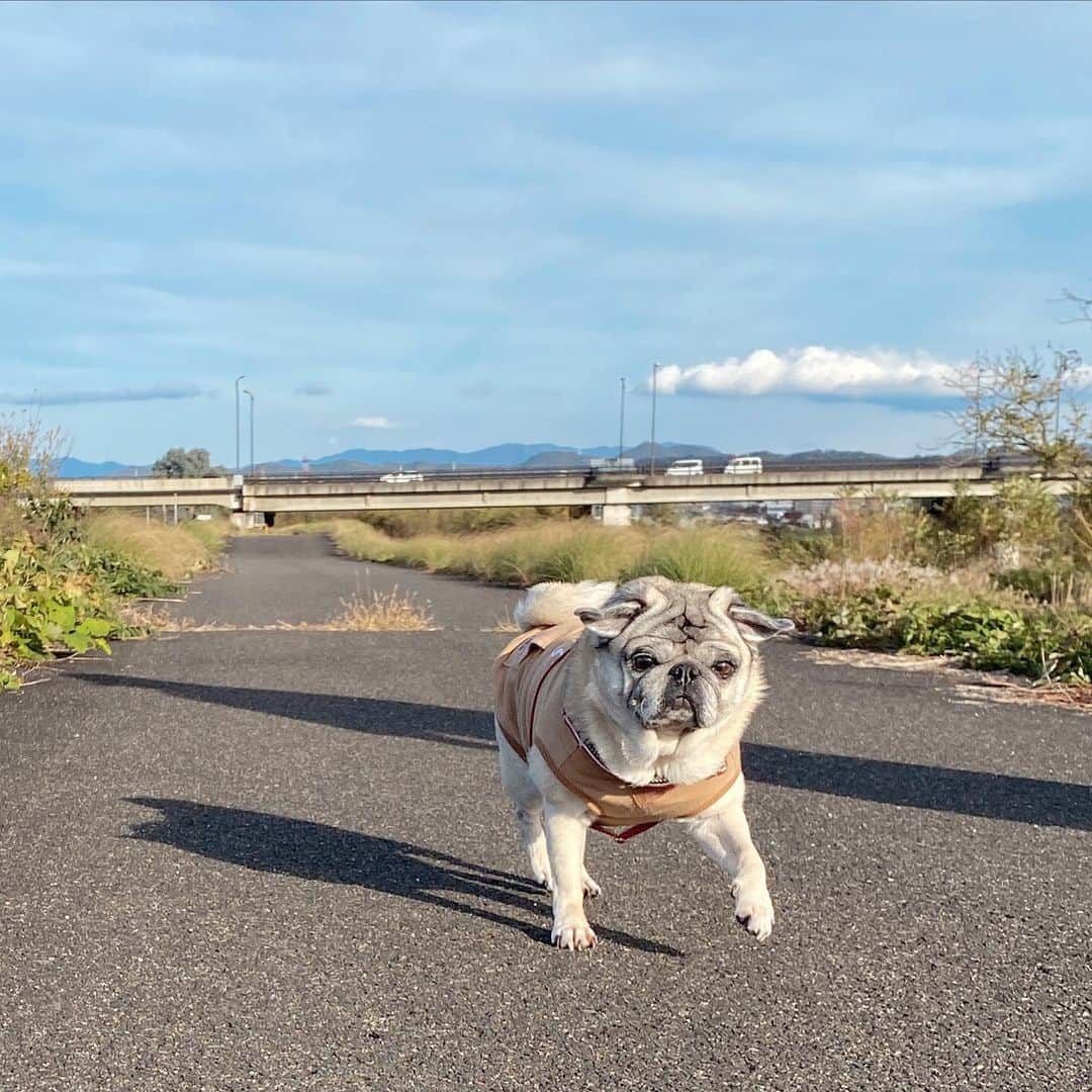 ひぐちにちほのインスタグラム：「あったかい散歩行ってきました〜  #pug #frenchbulldog #ひぐち猫 #ひぐちお茶目 #ひぐちことぶき #ひぐち万平」