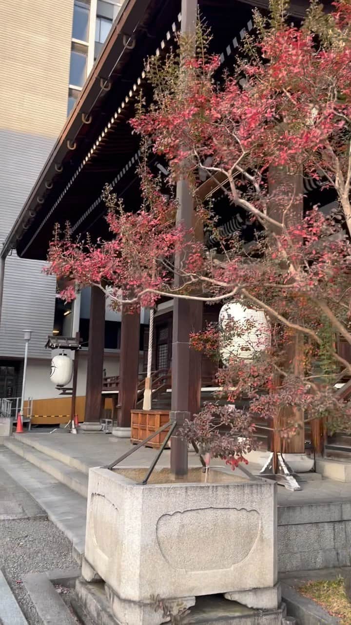 本能寺のインスタグラム：「本能寺境内の風景  少しずつ葉っぱが色付き始めています。  ◆本能寺ホームページはこちら https://www.kyoto-honnouji.jp  #本能寺」