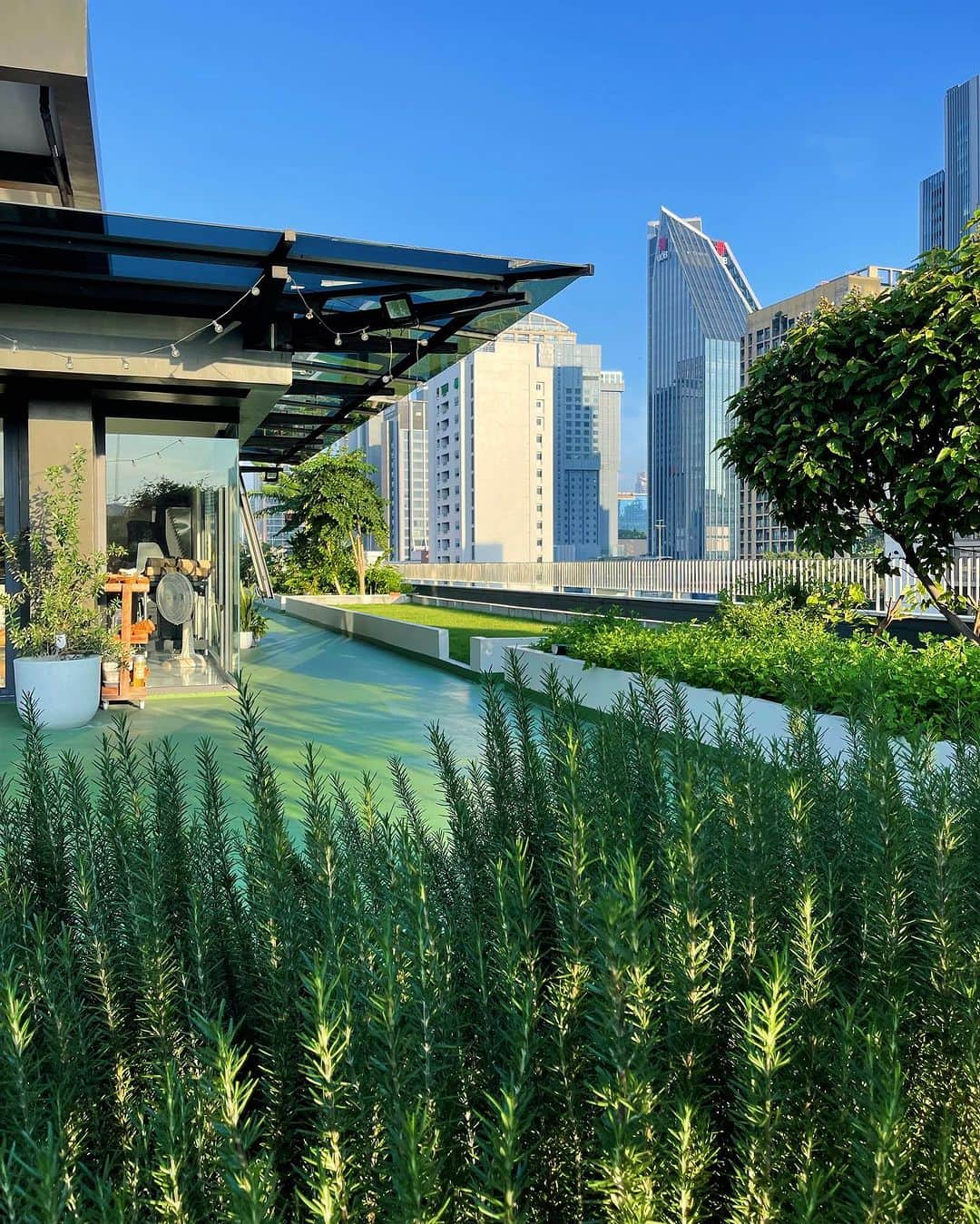 Amata Chittaseneeさんのインスタグラム写真 - (Amata ChittaseneeInstagram)「“One touch of nature makes the whole world kin”   #Biodiversity #pearypieskygarden at the heart of Bangkok city-Winter season is approaching soon. I smell love in the air 😇🫶🏽 Bixa orellana/คำแสด Musa sapientum/กล้วยน้ำว้า Lactuca sativa/คอสแดง Vigna unguiculata sesquipedalis/ถั่วฝักยาว Dictyophora indusiata/เห็ดเยื่อไผ่ Zea mays/ข้าวโพด Citrus limon 'Eureka'/เลม่อน Zingiber zerumbet/กระทือ Nyctanthes arbor-tristis/กรรณิการ์ - #rooftopgarden #rooftopfarm #urbanfarming #urbanfarm #bixacece #Fabacece #papilionaceae #musaceae #asteraceae #poaceae #rutacece #zingiberaceae #verbenacece」11月15日 16時43分 - pearypie