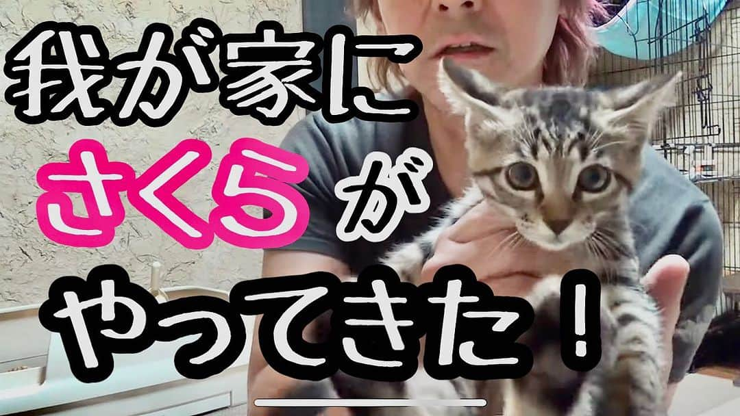 ヒロシのインスタグラム：「YouTube【ヒロシの自由じかん】  動画アップしました。  あっちゃんと、2匹目の猫、さくらの初対面です。  みてにゃー🐈‍⬛  #ヒロシの自由じかん #保護猫」