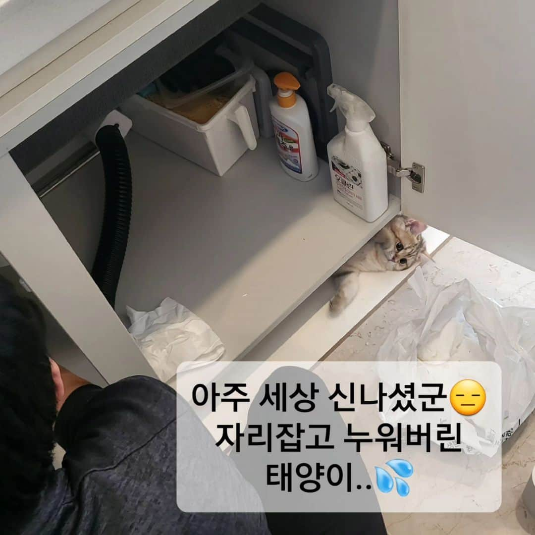 キム・ユンギョンのインスタグラム：「#주방 하수도가 막혀버리는 대형사고..😱 난 너무도 심난하고 걱정인데.. 그 와중에 고치는 사람들이 왔다갔다 하니 무지 신난 태양군😑💦  아예~자리잡고  씽크대 아래칸에 벌러덩!! ㅋㅋㅋ 여기서 이러시면 안됩니다~~💧 . . . #울집냥이 #사람껌딱지 #표정부자  #만화 인줄ㅋ #매력덩어리  #밀당고수  #우리집이야기 🏠」