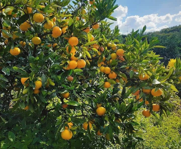 和みわかやまさんのインスタグラム写真 - (和みわかやまInstagram)「. 和歌山県は、みかんの生産量が全国1位🍊😲美味しく食べるだけでなく、みかん狩りやみかんスイーツや作りなど、ならではの楽しみ方ができます😎  📷：@kitomizu 📍：熊野エリア 田辺市  #グッドトリップ和歌山 投稿キャンペーン優秀賞からのリポストです😉 . . . #和歌山 #和歌山観光 #和歌山旅行 #わかやま #和みわかやま #wakayama #wakayamajapan #wakayamatrip #wakayamatravel #nagomi_wakayama #wakayamagram #みかん #柑橘 #冬の果物 #フルーツ #田辺市 #mandarinorange #orange #tanabevcity #fruitspicking #旅行 #国内旅行 #旅行好きな人と繋がりたい #観光 #travel #trip #travelgram #japan #travelphotography」11月15日 17時00分 - nagomi_wakayama_tourism