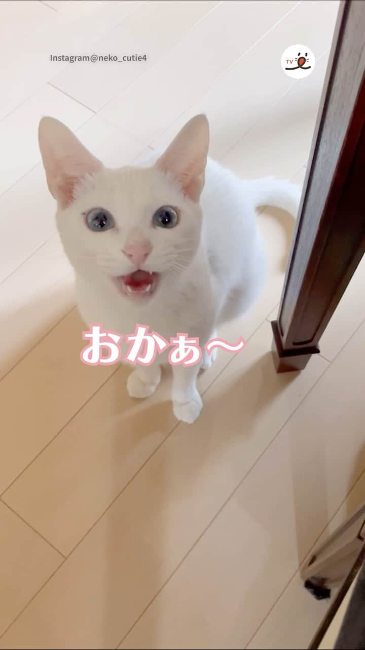 PECOねこ部のインスタグラム