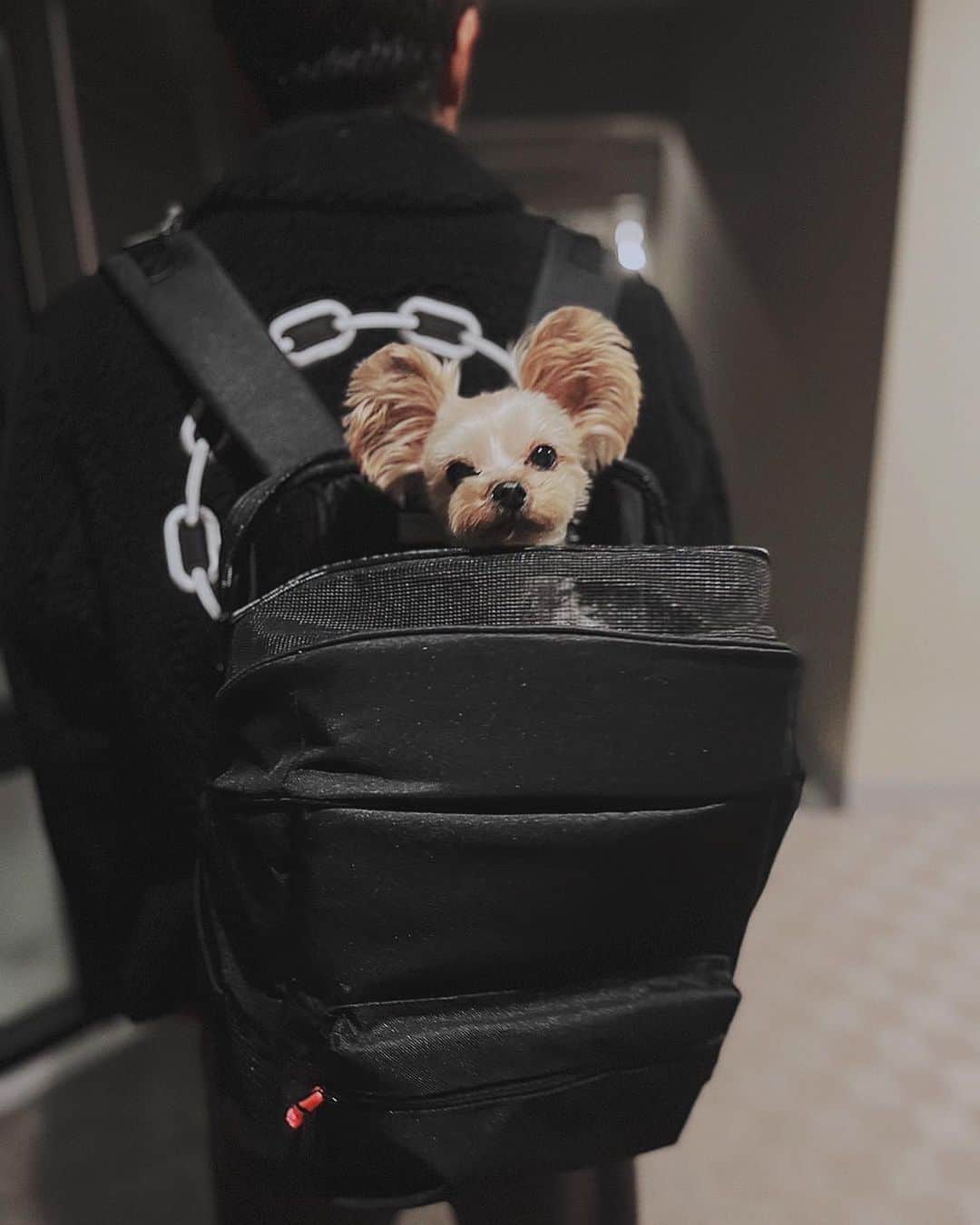 倉田秋さんのインスタグラム写真 - (倉田秋Instagram)「KUCHI DESIGNの新商品をGETしました👍 可愛くて使いやすくてわんちゃんとのお出かけにぴったり✨  #kuchidesign #クチデザイン #犬用キャリーバッグ #ペットキャリー」11月15日 17時26分 - shukurata10