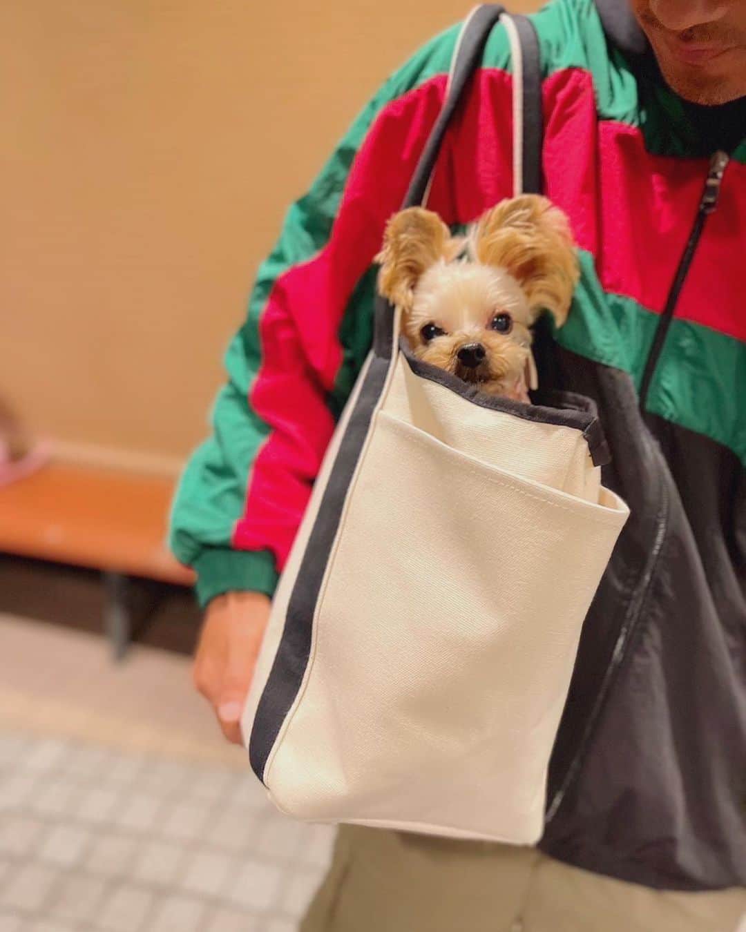 倉田秋のインスタグラム：「KUCHI DESIGNの新商品をGETしました👍 可愛くて使いやすくてわんちゃんとのお出かけにぴったり✨  #kuchidesign #クチデザイン #犬用キャリーバッグ #ペットキャリー」