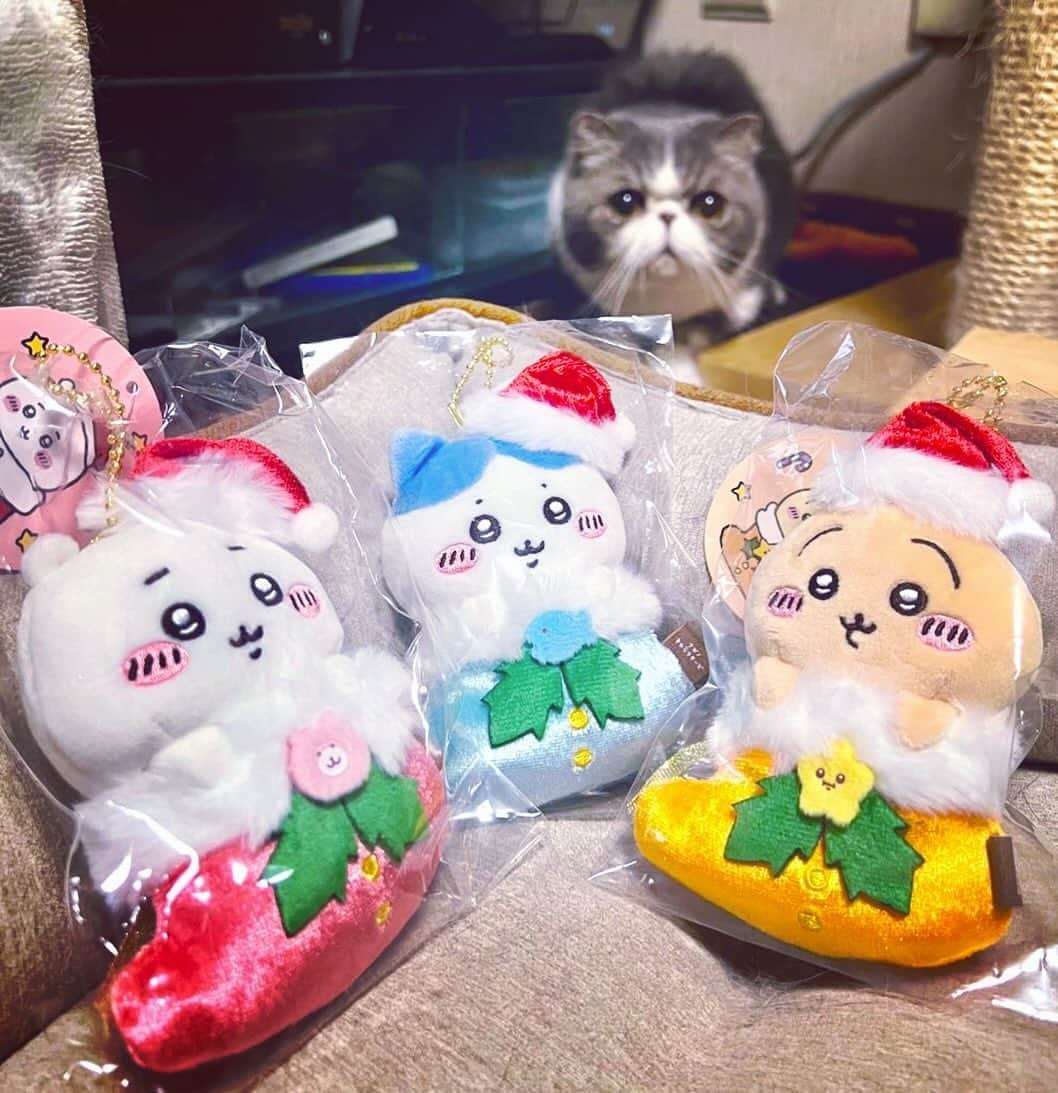 ムスカ(Muska)さんのインスタグラム写真 - (ムスカ(Muska)Instagram)「この3体のクリスマス限定マスコットにどれだけの価値があるのかは、キャラグッズに興味無い背後にいる猫のマスコットには理解できない🐈🎄🎅  #ムスカ #エキゾチックショートヘア #ねこすたぐらむ #ふわもこ部 #にゃんすたぐらむ #ねこ部 #にゃんこ #ねこのいる生活 #ねこのきもち #猫写真 #猫大好き #ペコねこ部 #ねこバカ #愛猫 #냥스타그램 #귀여워 #猫咪 #catstagram #kitty #petstagram #instacat #meow #catoftheday #ilovemycat #catstagram_japan #instagramcats #cutepets #Kedi #cat_of_Instagram #katter」11月15日 17時30分 - exotic_toshi