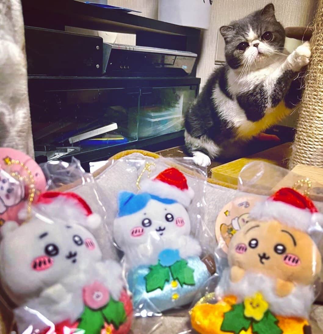 ムスカ(Muska)さんのインスタグラム写真 - (ムスカ(Muska)Instagram)「この3体のクリスマス限定マスコットにどれだけの価値があるのかは、キャラグッズに興味無い背後にいる猫のマスコットには理解できない🐈🎄🎅  #ムスカ #エキゾチックショートヘア #ねこすたぐらむ #ふわもこ部 #にゃんすたぐらむ #ねこ部 #にゃんこ #ねこのいる生活 #ねこのきもち #猫写真 #猫大好き #ペコねこ部 #ねこバカ #愛猫 #냥스타그램 #귀여워 #猫咪 #catstagram #kitty #petstagram #instacat #meow #catoftheday #ilovemycat #catstagram_japan #instagramcats #cutepets #Kedi #cat_of_Instagram #katter」11月15日 17時30分 - exotic_toshi