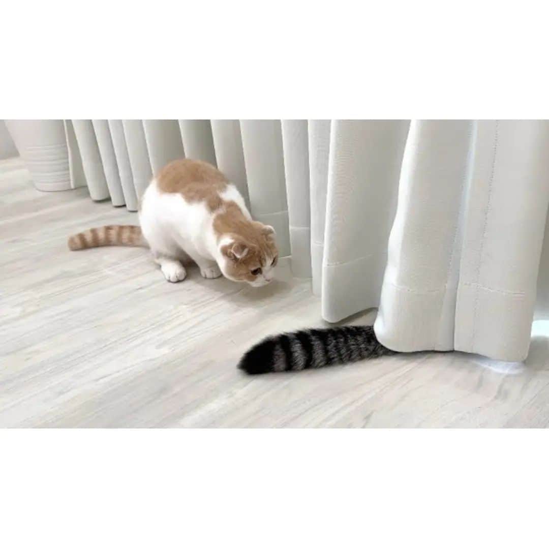 もちまるのインスタグラム：「兄のしっぽをおもちゃだと勘違いして突撃して行った猫が大変なことになりました…w」