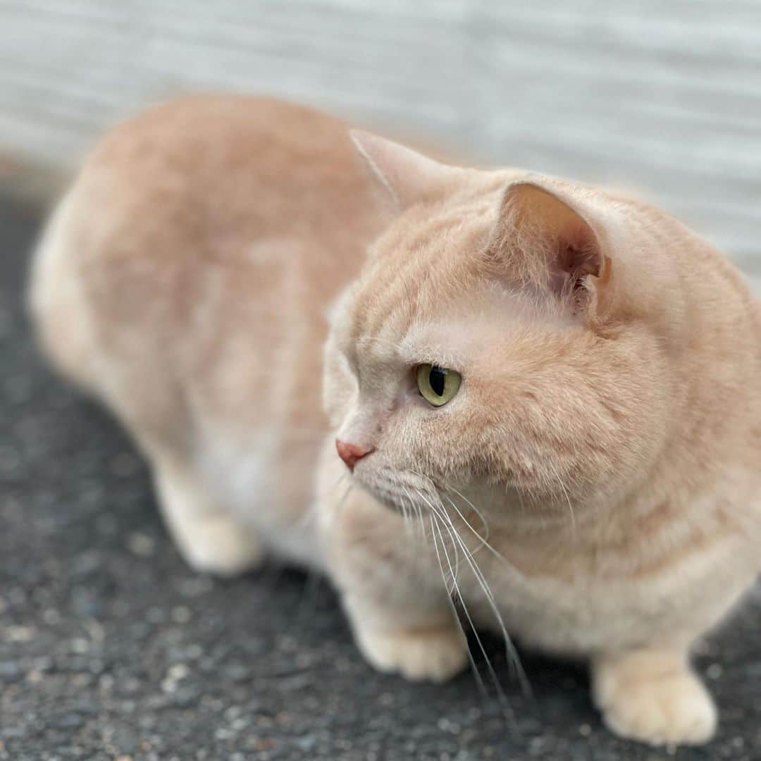 yuriyuri4mamaさんのインスタグラム写真 - (yuriyuri4mamaInstagram)「じゅじゅ散歩🐈🩵  #マンチカン#munchkin#まいるんち#まいる#ココ#ピアス#じゅじゅ#juju#茶トラ#猫 #love#lol#instagood#9gag#catstagram#cutecat#cutecats#cat_of_instagram#instacat#instacats#amazing#短足#pet#癒し」11月15日 18時13分 - yuriyuri4mama