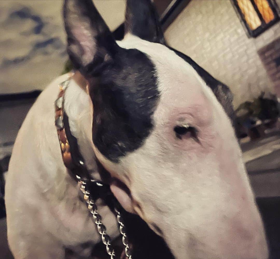 Q太郎さんのインスタグラム写真 - (Q太郎Instagram)「#minituru#bull#terrier#minibullterrier#miniturubullterrier#dog#dogstagram#cute#qtaro#love#family#ミニチュア#ブルテリア#ミニチュアブルテリア#Q太郎」11月15日 18時13分 - qtaro.jun