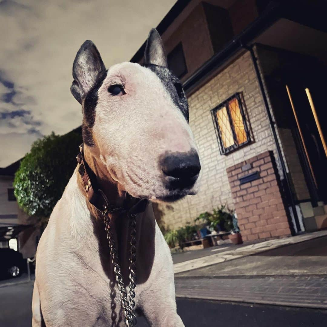 Q太郎のインスタグラム：「#minituru#bull#terrier#minibullterrier#miniturubullterrier#dog#dogstagram#cute#qtaro#love#family#ミニチュア#ブルテリア#ミニチュアブルテリア#Q太郎」